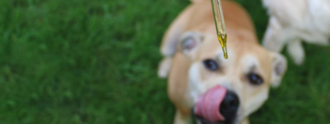 CBD kapljice za pse: koristi, uporaba, doziranje