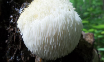 Resasti bradovec (Lion's mane): potencialni učinki in zdravilnost čudodelne gobe