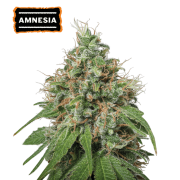 Amnesia Autoflower (5 semen), Seed Stockers
