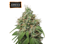 Amnesia Haze Feminized (5 semen), Seed Stockers