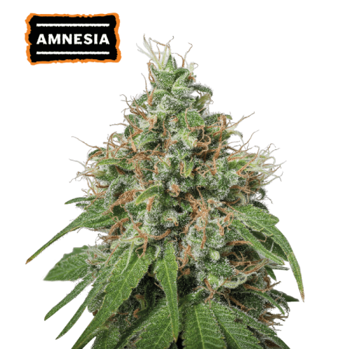 Amnesia Autoflower (5 semen), Seed Stockers
