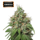 Amnesia Autoflower (5 semen), Seed Stockers