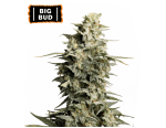 Big Bud Feminized (5 semen), Seed Stockers