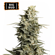 Big Bud Feminized (5 semen), Seed Stockers