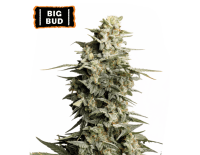 Big Bud Feminized (5 semen), Seed Stockers