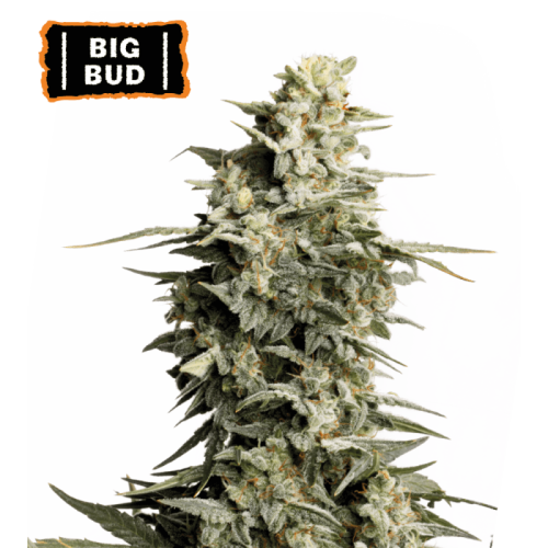 Big Bud Feminized (5 semen), Seed Stockers