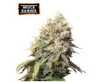 Bruce Banner Feminized (5 semen), Seed Stockers