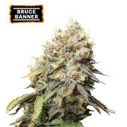 Bruce Banner Feminized (5 semen), Seed Stockers