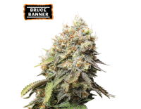 Bruce Banner Feminized (5 semen), Seed Stockers