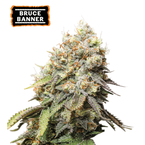 Bruce Banner Feminized (5 semen), Seed Stockers
