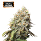 Bruce Banner Feminized (5 semen), Seed Stockers