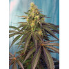 Cream Caramel CBD (3 semena + 1 gratis), Sweet Seeds