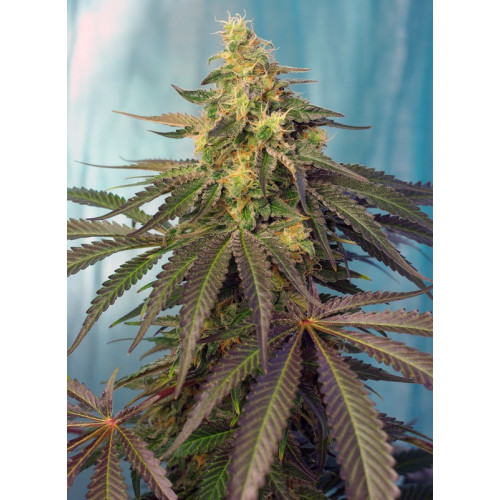 Cream Caramel CBD (3 semena + 1 gratis), Sweet Seeds