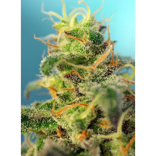 Cream Caramel CBD (3 semena + 1 gratis), Sweet Seeds