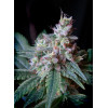 Cream Caramel F1 Fast Version (3 semena + 1 gratis), Sweet Seeds