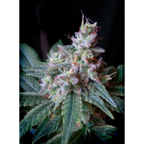 Cream Caramel F1 Fast Version (3 semena + 1 gratis), Sweet Seeds