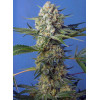 Crystal Candy F1 Fast Version (3 semena + 1 gratis), Sweet Seeds