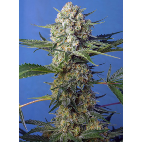 Crystal Candy F1 Fast Version (3 semena + 1 gratis), Sweet Seeds