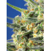 Crystal Candy F1 Fast Version (3 semena + 1 gratis), Sweet Seeds