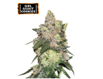 Girl Scout Cookies Feminized (5 semen), Seed Stockers