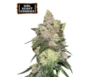 Girl Scout Cookies Feminized (5 semen), Seed Stockers