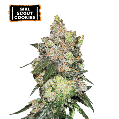 Girl Scout Cookies Feminized (5 semen), Seed Stockers