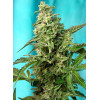 Green Poison F1 Fast Version (3 semena + 1 gratis), Sweet Seeds