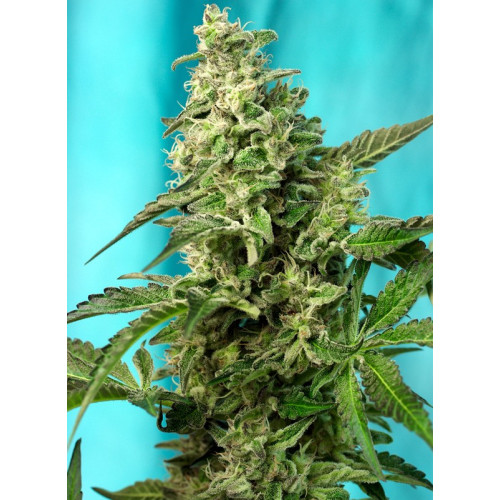 Green Poison F1 Fast Version (3 semena + 1 gratis), Sweet Seeds