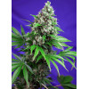 Killer Kush F1 Fast Version (3 semena + 1 gratis), Sweet Seeds