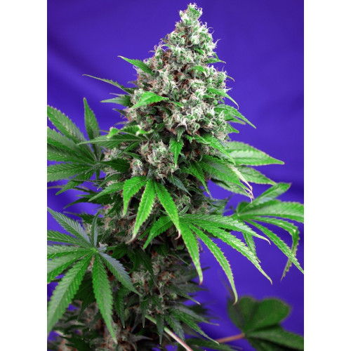Killer Kush F1 Fast Version (3 semena + 1 gratis), Sweet Seeds