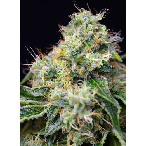 Killer Kush F1 Fast Version (3 semena + 1 gratis), Sweet Seeds