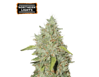 Northern Lights Feminized (5 semen), Seed Stockers