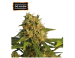 O.G Kush Feminized (5 semen), Seed Stockers