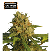 O.G Kush Feminized (5 semen), Seed Stockers