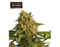 O.G Kush Feminized (5 semen), Seed Stockers
