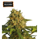 O.G Kush Feminized (5 semen), Seed Stockers