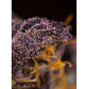 Red Poison Auto (3 semena + 1 gratis), Sweet Seeds