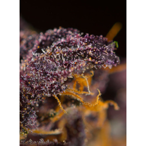 Red Poison Auto (3 semena + 1 gratis), Sweet Seeds