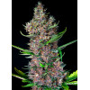 Red Poison Auto (3 semena + 1 gratis), Sweet Seeds