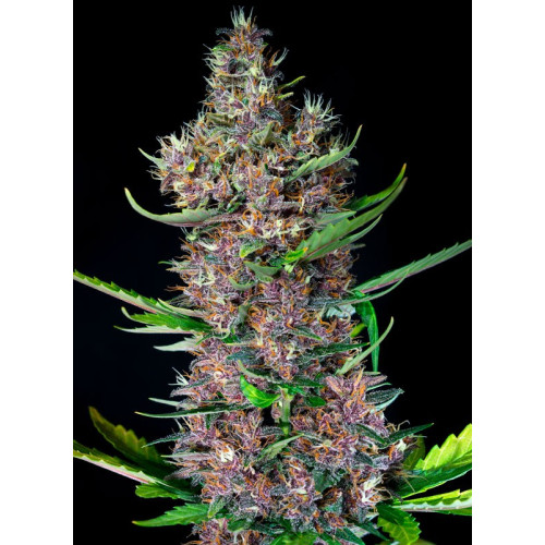 Red Poison Auto (3 semena + 1 gratis), Sweet Seeds