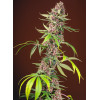 Red Mandarine F1 Fast Version (3 semena + 1 gratis), Sweet Seeds