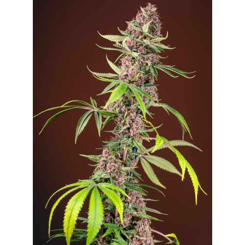 Red Mandarine F1 Fast Version (3 semena + 1 gratis), Sweet Seeds