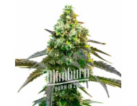Godfather OG Feminized (3 semena), Blimburn Seeds