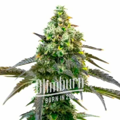 Godfather OG Feminized (3 semena), Blimburn Seeds