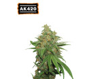 AK420 Auto (5 semen), Seedstockers