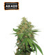 AK420 Auto (5 semen), Seedstockers