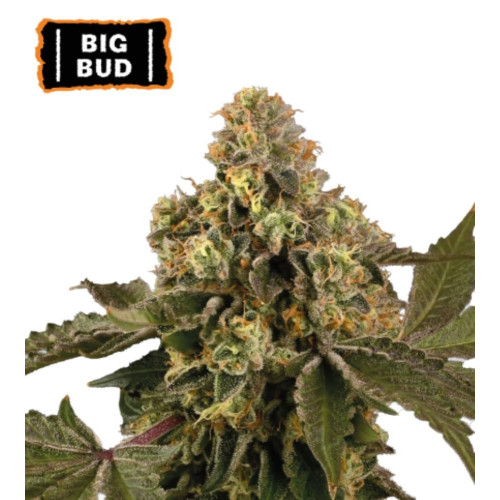 Big Bud Auto (5 semen), Seedstockers