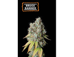 Bruce Banner Auto (5 semen), Seedstockers