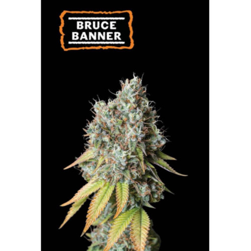 Bruce Banner Auto (5 semen), Seedstockers
