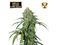 CBD 1:1 Silver Lime Haze Auto (3 semena), Seedstockers